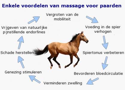 Voordelen massage paarden